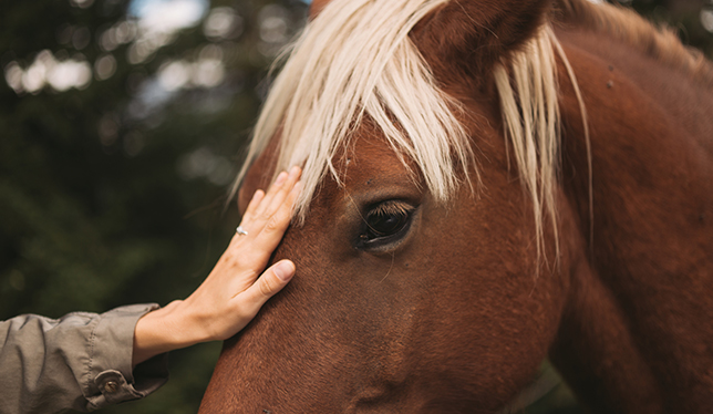 Le cheval : un allié dans la guérison des blessures psychologiques.