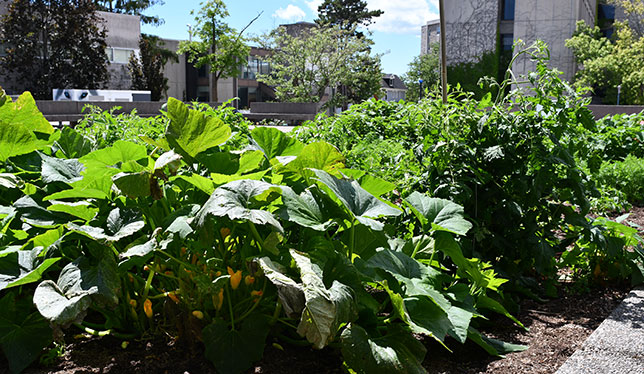 A community garden for Queen's employees aims to foster social connection — University Affairs