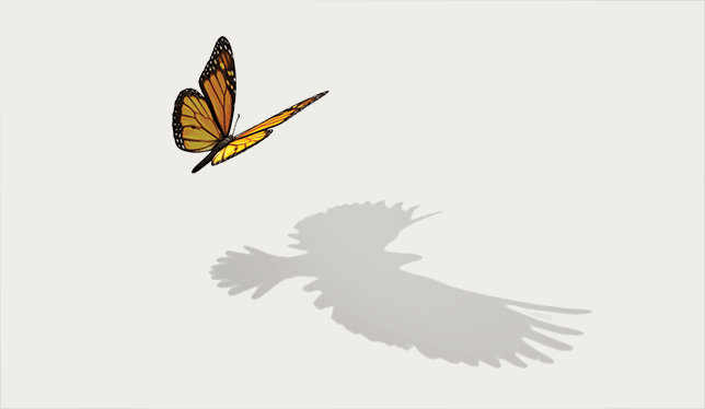 A butterfly with the shadow of an eagle.